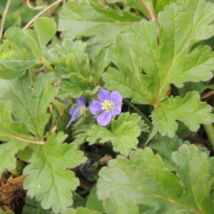 Erodium crinitum at Hume, ACT - 23 Aug 2014