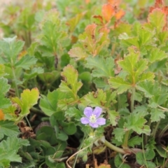 Erodium crinitum at Hume, ACT - 23 Aug 2014 01:21 PM