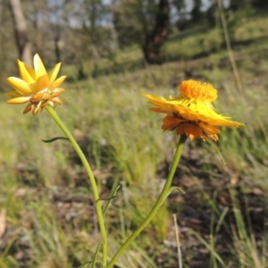 Xerochrysum viscosum at Theodore, ACT - 7 Nov 2015