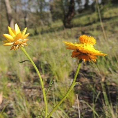 Xerochrysum viscosum (Sticky Everlasting) at Theodore, ACT - 7 Nov 2015 by MichaelBedingfield
