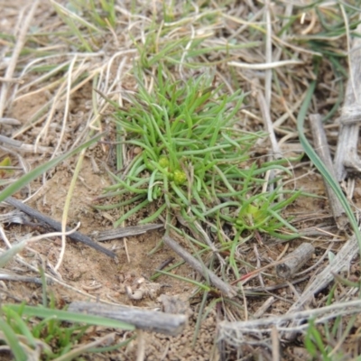 Isoetopsis graminifolia (Grass Cushion Daisy) at Hume, ACT - 23 Aug 2014 by michaelb