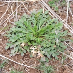 Goodenia pinnatifida (Scrambled Eggs) at Hume, ACT - 23 Aug 2014 by michaelb