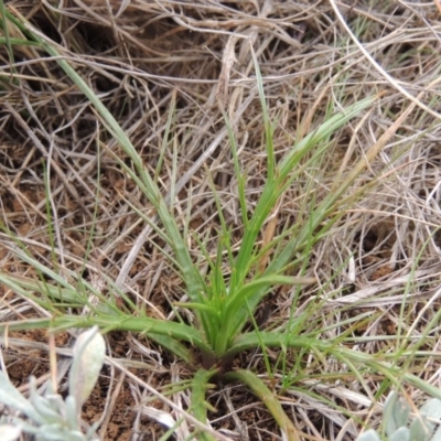 Eryngium ovinum (Blue Devil) at Hume, ACT - 23 Aug 2014 by MichaelBedingfield