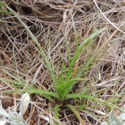 Eryngium ovinum (Blue Devil) at Jerrabomberra Grassland - 23 Aug 2014 by michaelb