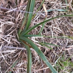 Dianella sp. aff. longifolia (Benambra) (Pale Flax Lily, Blue Flax Lily) at Molonglo Valley, ACT - 25 Aug 2014 by MichaelMulvaney