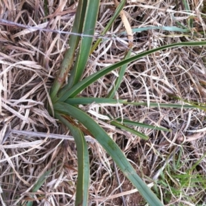 Dianella sp. aff. longifolia (Benambra) at Molonglo River Reserve - 26 Aug 2014