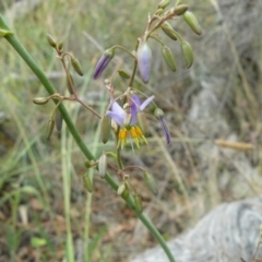 Dianella sp. aff. longifolia (Benambra) (Pale Flax Lily, Blue Flax Lily) at Deakin, ACT - 14 Nov 2012 by MichaelMulvaney