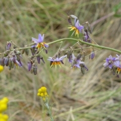 Dianella sp. aff. longifolia (Benambra) at Deakin, ACT - 15 Nov 2012