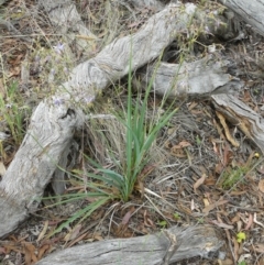 Dianella sp. aff. longifolia (Benambra) at Deakin, ACT - 15 Nov 2012 12:00 AM