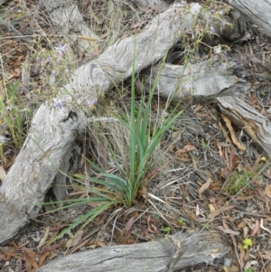 Dianella sp. aff. longifolia (Benambra) at Deakin, ACT - 15 Nov 2012