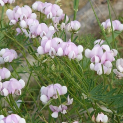 Lotus australis (Austral Trefoil) at Red Hill Nature Reserve - 23 Nov 2012 by MichaelMulvaney