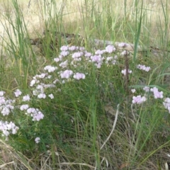 Lotus australis at Deakin, ACT - 24 Nov 2012 12:00 AM