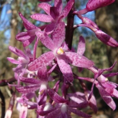 Dipodium punctatum (Blotched Hyacinth Orchid) at Deakin, ACT - 26 Dec 2012 by MichaelMulvaney