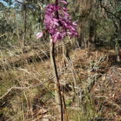 Dipodium punctatum at Deakin, ACT - 26 Dec 2012