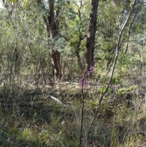 Dipodium punctatum at Deakin, ACT - 26 Dec 2012