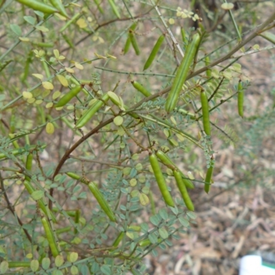 Indigofera adesmiifolia (Tick Indigo) at Deakin, ACT - 9 Dec 2012 by MichaelMulvaney