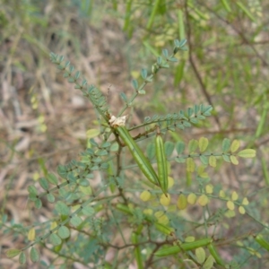 Indigofera adesmiifolia at Deakin, ACT - 9 Dec 2012