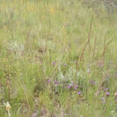 Swainsona sericea (Silky Swainson-Pea) at Red Hill, ACT - 23 Oct 2010 by MichaelMulvaney