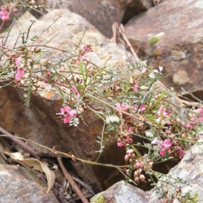 Indigofera adesmiifolia (Tick Indigo) at Red Hill, ACT - 24 Oct 2010 by MichaelMulvaney