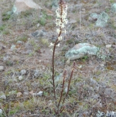 Stackhousia monogyna (Creamy Candles) at Theodore, ACT - 24 Aug 2014 by MichaelBedingfield