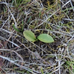 Ophioglossum lusitanicum subsp. coriaceum (Austral Adder's Tongue) at Rob Roy Range - 24 Aug 2014 by michaelb