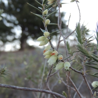 Melichrus urceolatus (Urn Heath) at Rob Roy Range - 24 Aug 2014 by michaelb