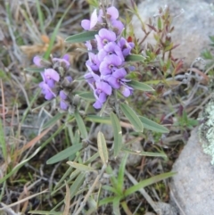 Hovea heterophylla (Common Hovea) at Tuggeranong DC, ACT - 24 Aug 2014 by michaelb