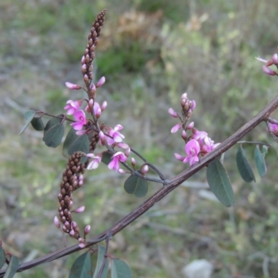 Indigofera australis subsp. australis (Australian Indigo) at Tuggeranong DC, ACT - 24 Aug 2014 by MichaelBedingfield
