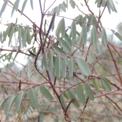 Indigofera australis subsp. australis (Australian Indigo) at Old Tuggeranong TSR - 30 Jun 2014 by MichaelBedingfield