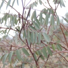 Indigofera australis subsp. australis (Australian Indigo) at Melrose - 30 Jun 2014 by michaelb