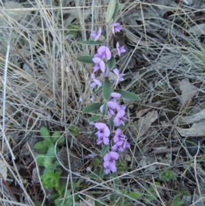 Hovea heterophylla at Conder, ACT - 25 Aug 2014