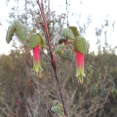 Correa reflexa var. reflexa (Common Correa, Native Fuchsia) at Pine Island to Point Hut - 30 Apr 2014 by MichaelBedingfield