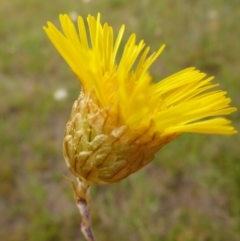 Podolepis canescens (Large Copper-Wire Daisy) at Bigga, NSW - 17 Oct 2015 by JanetRussell