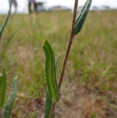 Podolepis canescens at Bigga, NSW - 17 Oct 2015