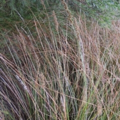 Carex appressa (Tall Sedge) at Theodore, ACT - 7 Nov 2015 by MichaelBedingfield
