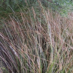 Carex appressa (Tall Sedge) at Theodore, ACT - 7 Nov 2015 by michaelb