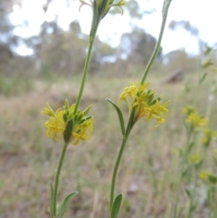 Pimelea curviflora (Curved Rice-flower) at Tuggeranong Hill - 7 Nov 2015 by michaelb