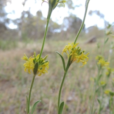 Pimelea curviflora (Curved Rice-flower) at Theodore, ACT - 7 Nov 2015 by michaelb