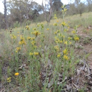 Pimelea curviflora at Theodore, ACT - 7 Nov 2015