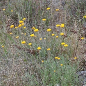 Leptorhynchos squamatus at Theodore, ACT - 7 Nov 2015