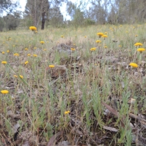 Leptorhynchos squamatus at Theodore, ACT - 7 Nov 2015