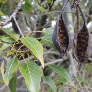 Brachychiton populneus subsp. populneus at Theodore, ACT - 7 Nov 2015