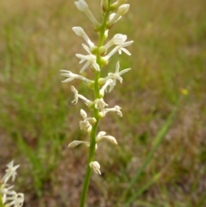 Stackhousia monogyna at Bigga, NSW - 17 Oct 2015 01:19 PM