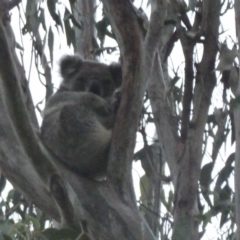 Phascolarctos cinereus (Koala) at Girards Hill, NSW - 8 Nov 2015 by kaysherring