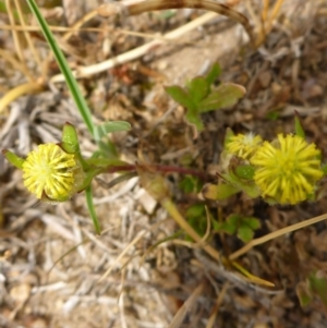 Triptilodiscus pygmaeus at Bigga, NSW - 17 Oct 2015