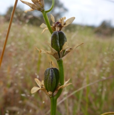 Wurmbea dioica subsp. dioica (Early Nancy) at Bigga, NSW - 17 Oct 2015 by JanetRussell