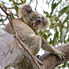 Phascolarctos cinereus (Koala) at Noosa Heads, QLD - 14 Nov 2015 by bapaj