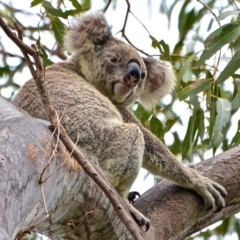 Phascolarctos cinereus (Koala) at Noosa Heads, QLD - 15 Nov 2015 by bapaj