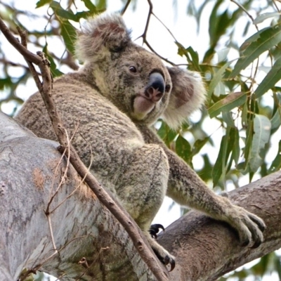 Phascolarctos cinereus (Koala) at Noosa Heads, QLD - 15 Nov 2015 by bapaj