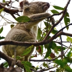 Phascolarctos cinereus (Koala) at Noosa Heads, QLD - 14 Nov 2015 by bapaj